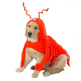 Casual Canine Lobster Paws Costume (size: small)