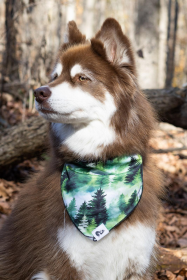 Evergreen Explorer Dog Bandana (size: S/M - 18in x 10in)