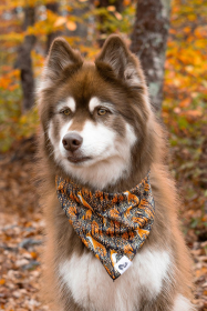 Foxes in Fall Dog Bandana (size: S/M - 18in x 10in)