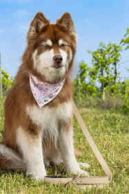 Cheers to Love Dog Bandana (size: S/M - 18in x 10in)