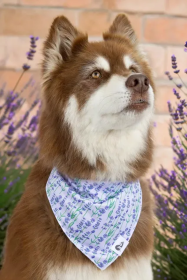 Lavender Blooms Dog Bandana (size: S/M - 18in x 10in)